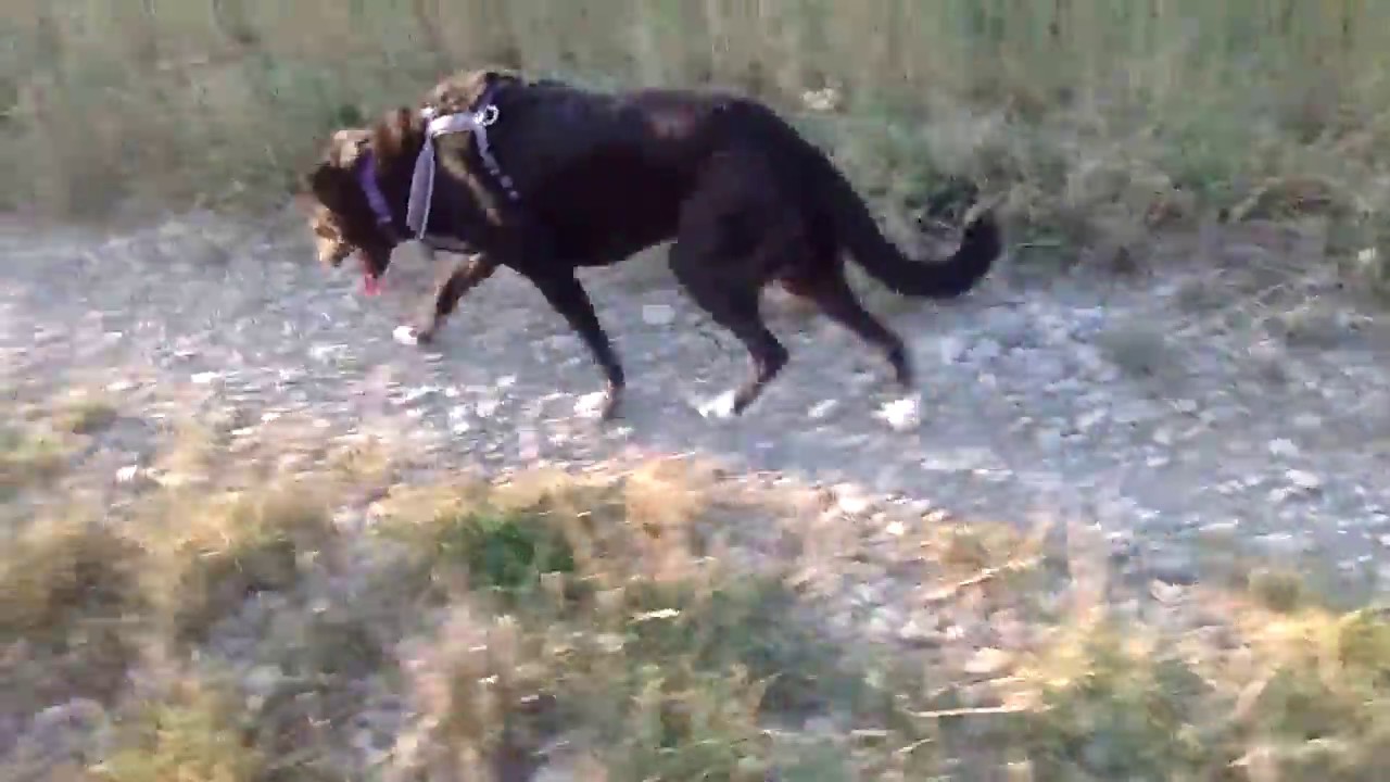 Youtube Vorschau - Video ID PgJPbG_liWA
